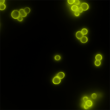 Microcapsules formulated from immune signals, immune polyelectrolyte multilayer capsules (iPEMs). From an immunoengineering study on designing therapeutics for autoimmune disease in multiple sclerosis.
Copyright © 2025 Robert "Smitty" Oakes, PhD