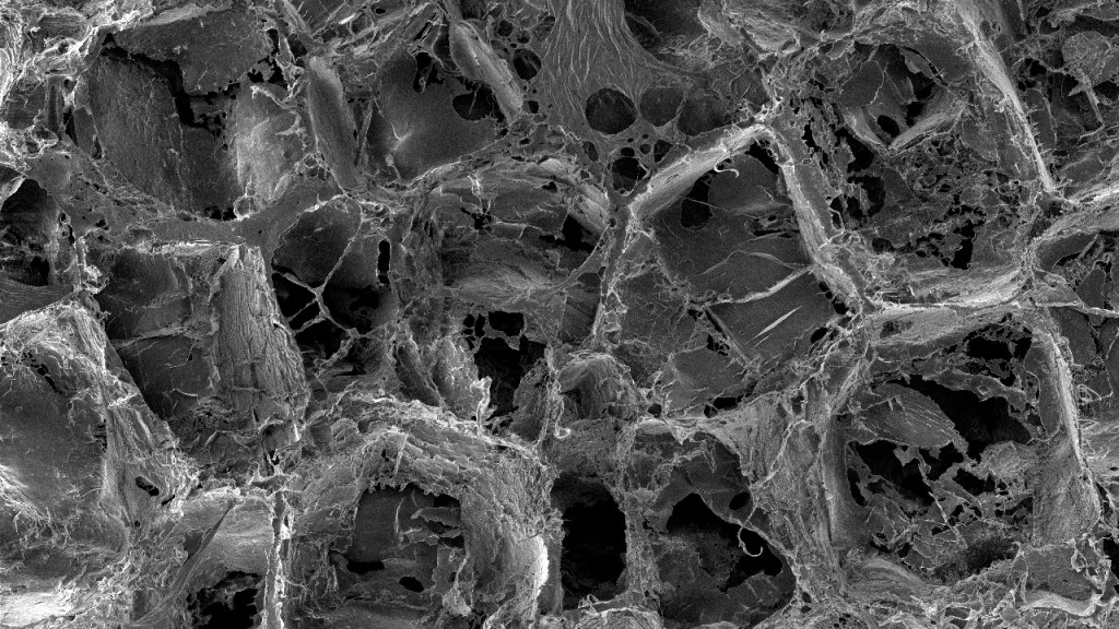 DE-INBRE Grant Funded