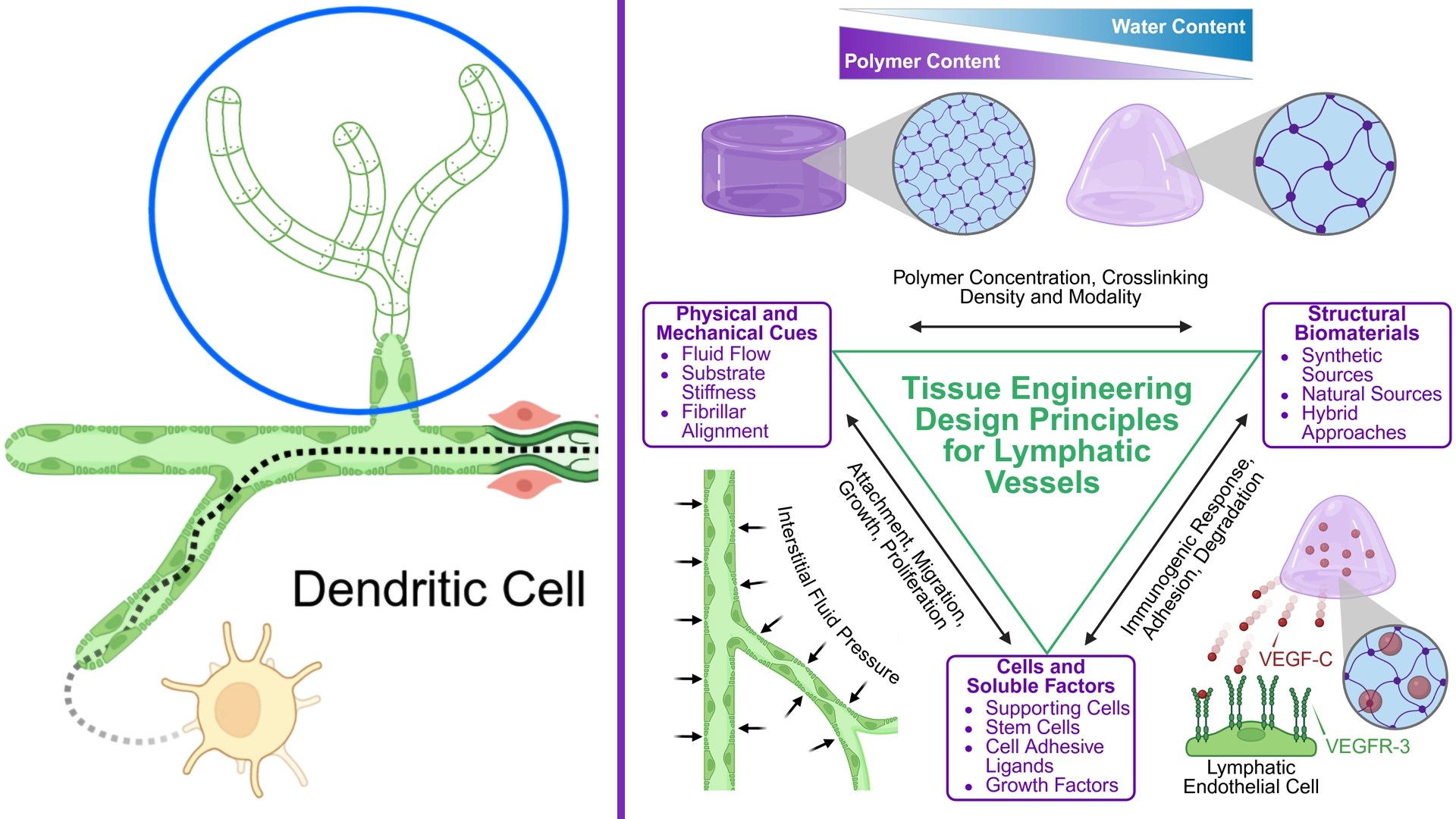 Porter, Jackson, and Oakes published a review article in npj Regenerative Medicine that is focused on lymphangiogenesis biology and tissue engineering.