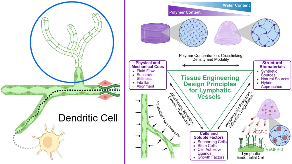 Lymphangiogenesis Review Article
